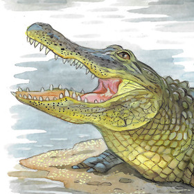 иллюстрации к книге о крокодилах