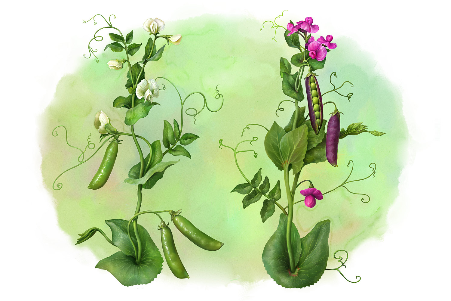 Eldar zakirov 2016   botanics. pea plants  1 