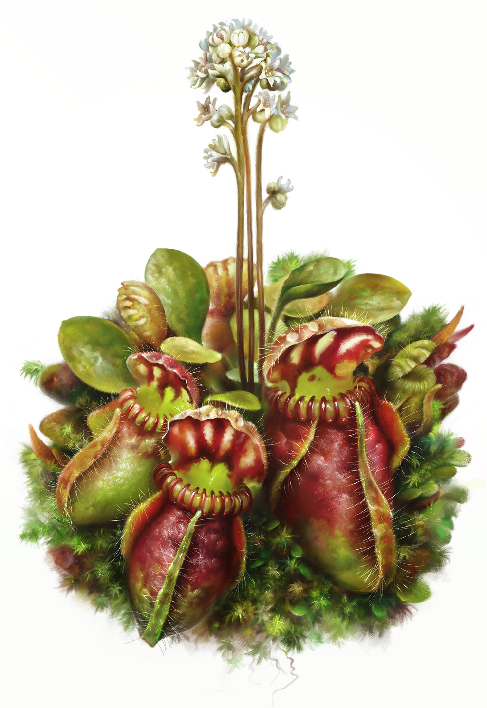 Eldar zakirov 2016   botanics. cephalotus follicularis 675a  2 