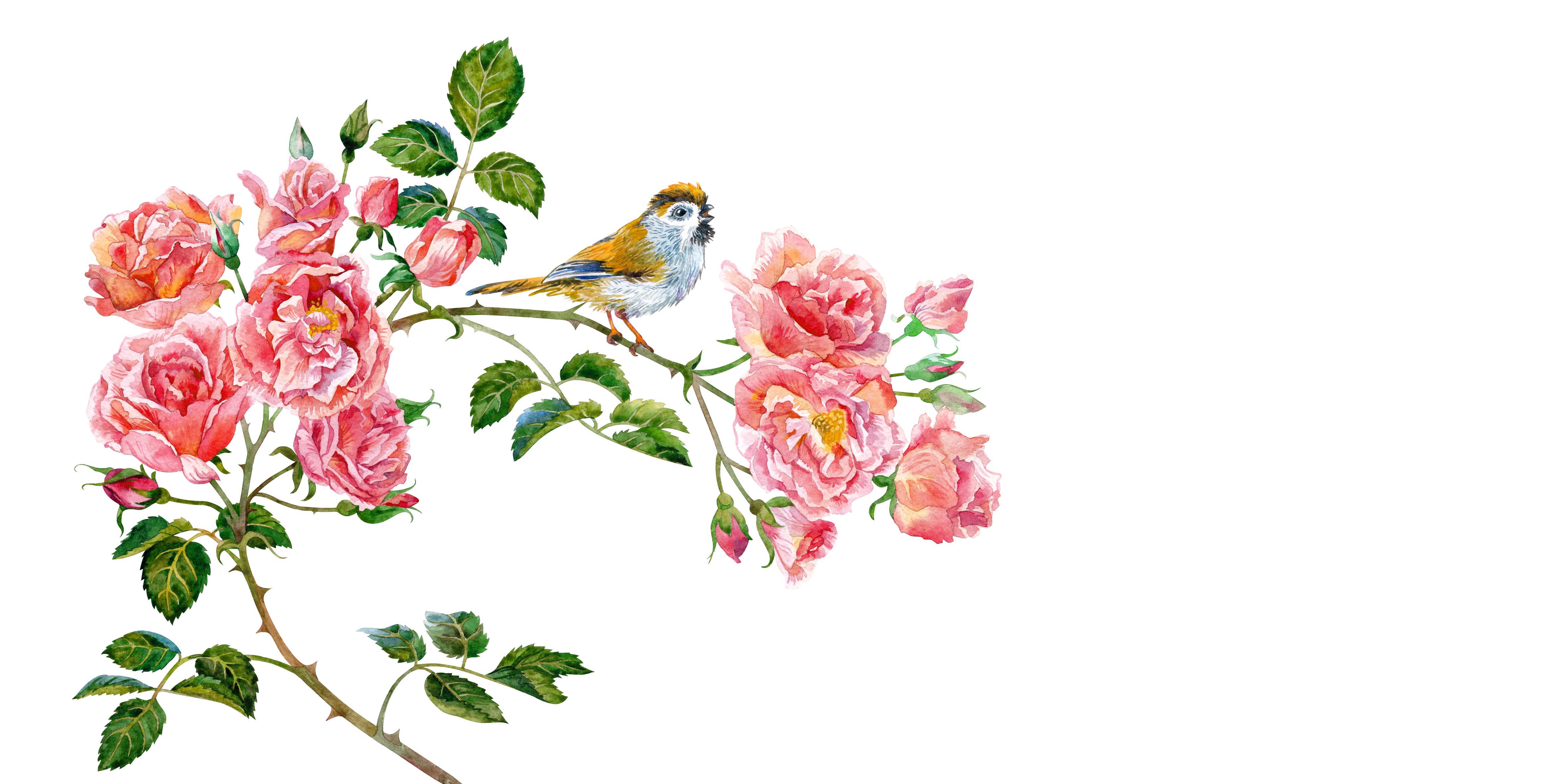 Rose and bird white background
