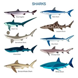 акулы