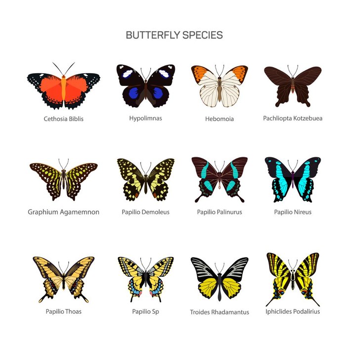 Бабочки Картинки Их Название