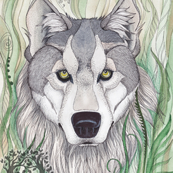 Волк в травах