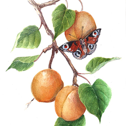 Плоды абрикоса и бабочка