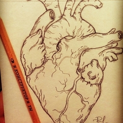 анатомическое сердце 