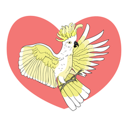 Cockatoo yellow white wings flying Heart love .Vector illustration