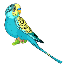 Yellow face blue wavy parrot  Vector illustration