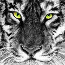 Тигр | Нраффити