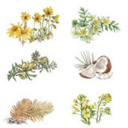 Ботаническая иллюстрация для издательства Альпина Паблишер