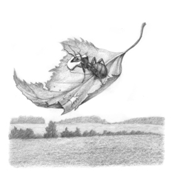 Иллюстрация к сказке В. Бианки "Как Муравьишка домой спешил"