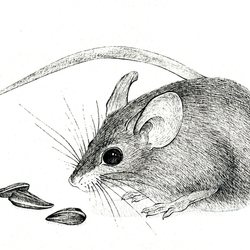 Мышкины семечки