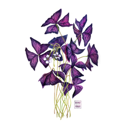 Оксалис ботаническая иллюстрация