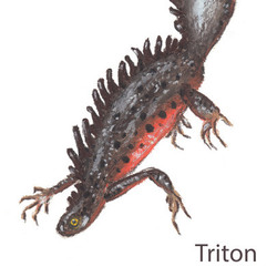 Тритон, Алфавит дикой природы