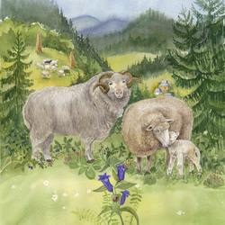 Овцы в горах