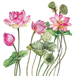 Лотос (иллюстрация для книги о ботанике)