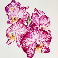Орхидея (акварельная ботаническая иллюстрация)