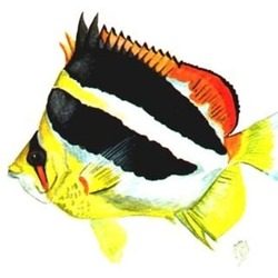 коралловая рыбка