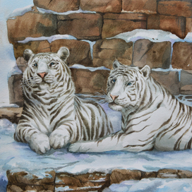 Белые тигры 