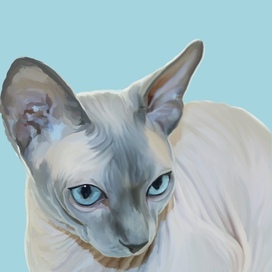 Рисунок кота породы сфинкс. Создам портрет вашего любимого питомца с минималистичным фоном. Детали фона и иллюстрации можно обсудить отдельно. Если есть вопросы - пишите.  Размер цифровой картины - 7000x7000пкс Выполнено на графическом планшете.