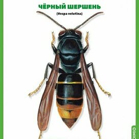Шершень Vespa velutina. Обложка журнала MODIMIO
