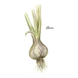 Ботаническая акварель лук onion botanical art