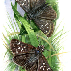 Бабочки толстоголовки ариман и ормузд