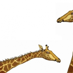 жирафа