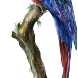 "Red-blue macaw"