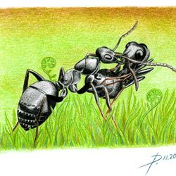 Подчинение у муравьев
