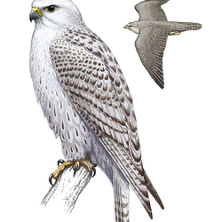 Falco rusticolus (Кречет)