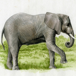 Слон индийский