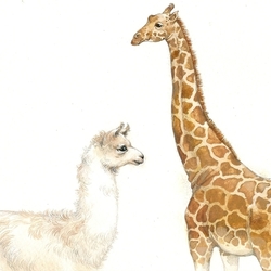 Жираф и лама)