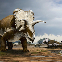 Медузацератопс - (Medusaceratops lokii)