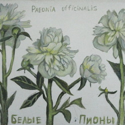Белые пионы. Paeonia officinalis