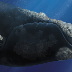 Южный кит (деталь)