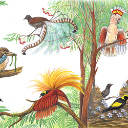 Птицы тропических лесов. Фрагмент разворота