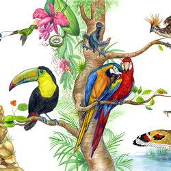 Птицы Амазонии. Фрагмент разворота