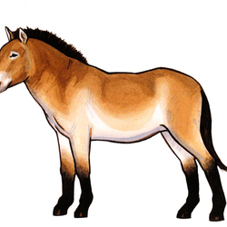 лошадь пржевальского (для детского журнала)