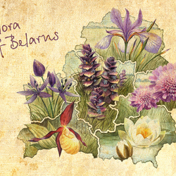 Flora of Belarus