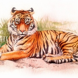 Тигр (лат. Panthera tigris)