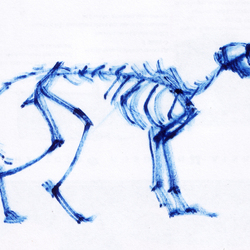 скелет кошки