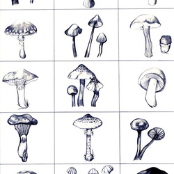 Mushroom study