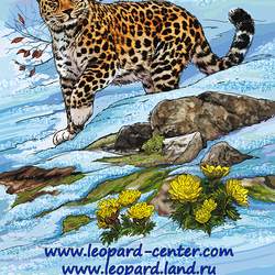 Обложка ч 2. Дальневосточные леопарды.Леопард Лорд.