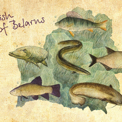 Рыбы Беларуси