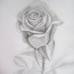 Роза