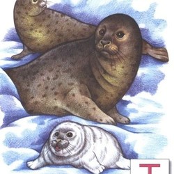 Тюлени