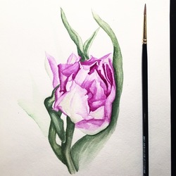 Тюльпан // Tulip