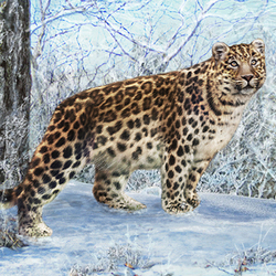 Леопардесса Умка  в морозное утро. Леопард 37.