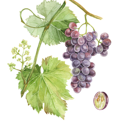 ботаническая иллюстрация "Виноград"