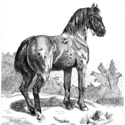 лошадь